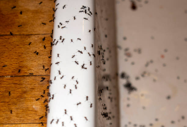 Best Termite Control Services  in Bloomingdale, GA